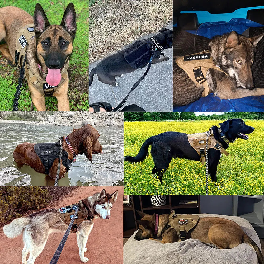 PETRAVEL Dog Harness and Leash Set for Training Walks