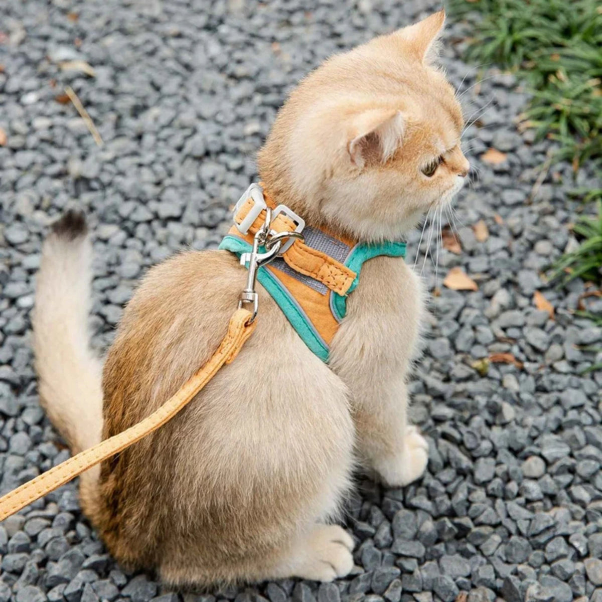 Cat Harness Leash Set Breathable Kitten Cats Harnesses Small Dog Puppy Harness French Bulldog Chihuahua Pug