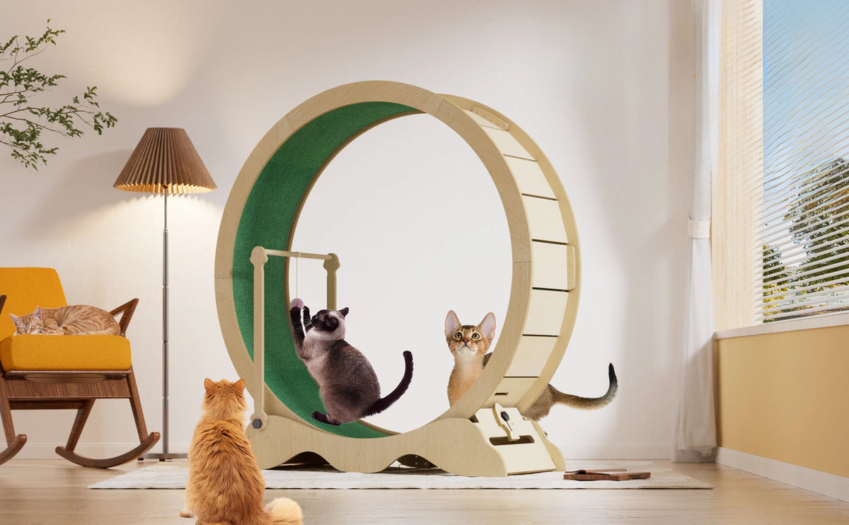 Quiet Indoor Cat Exercise Wheel for Fitness and Training
